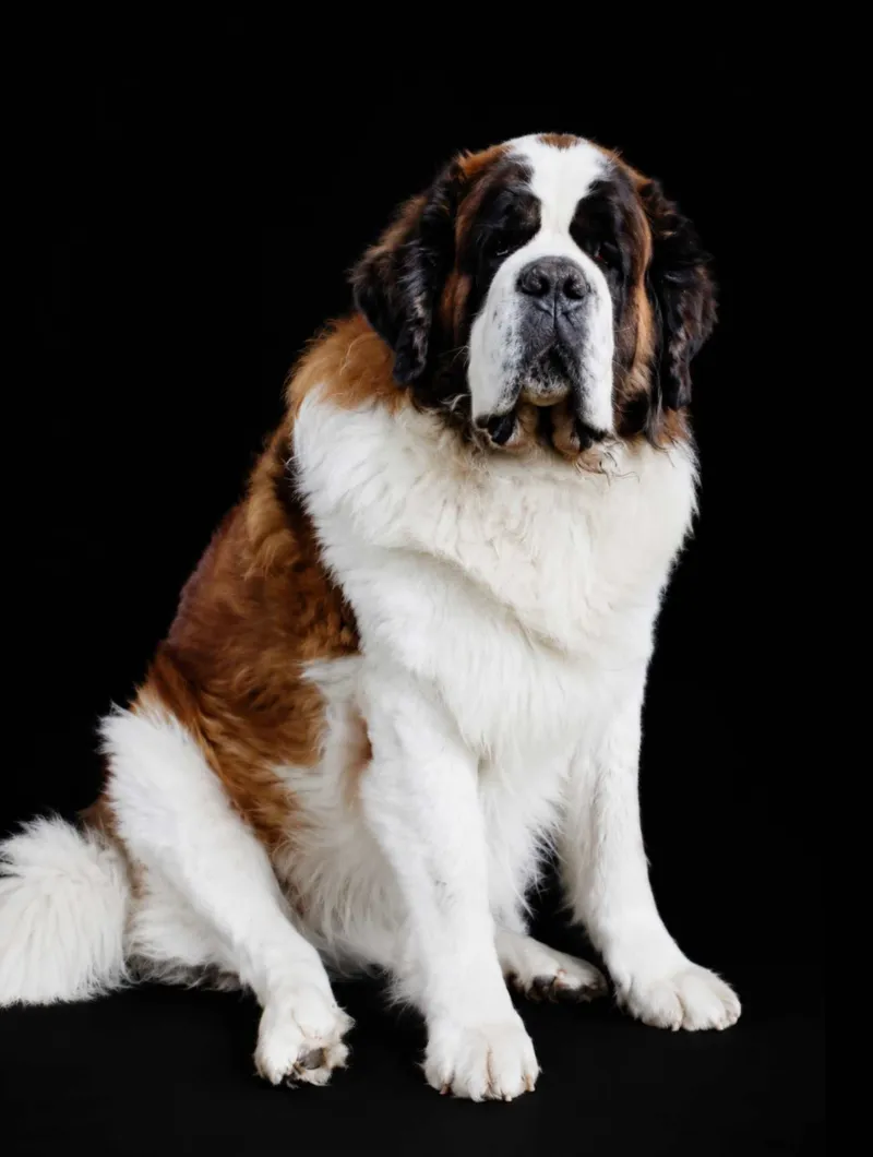 Sir Geronimo, the Saint Bernard confidant of Sacred Legacy